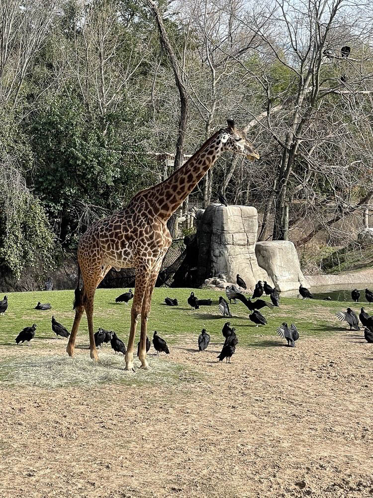 Cameron Park Zoo