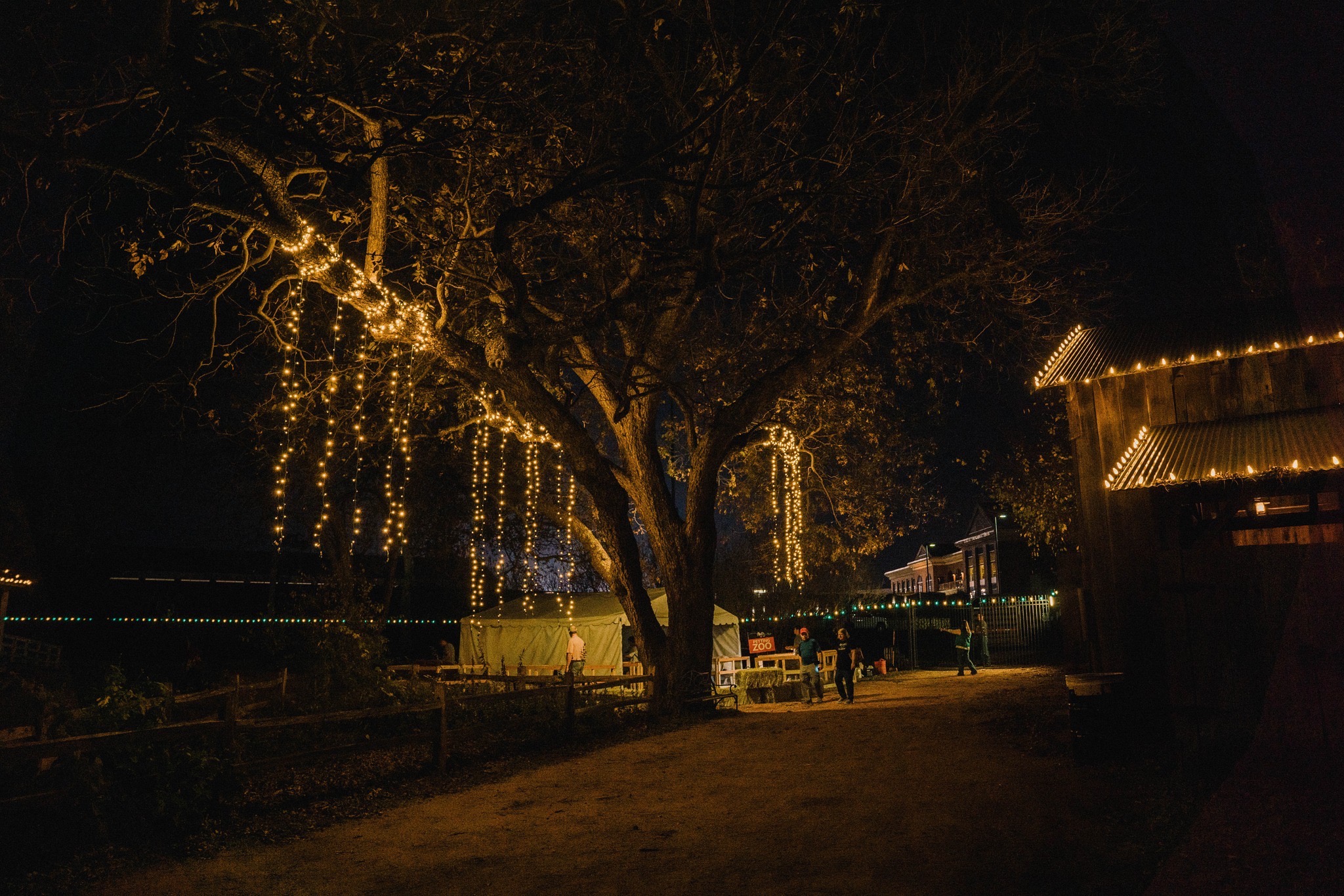 Mayborn Museum Christmas Lights