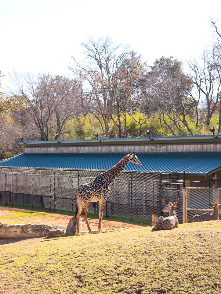 Cameron Park Zoo giraffe