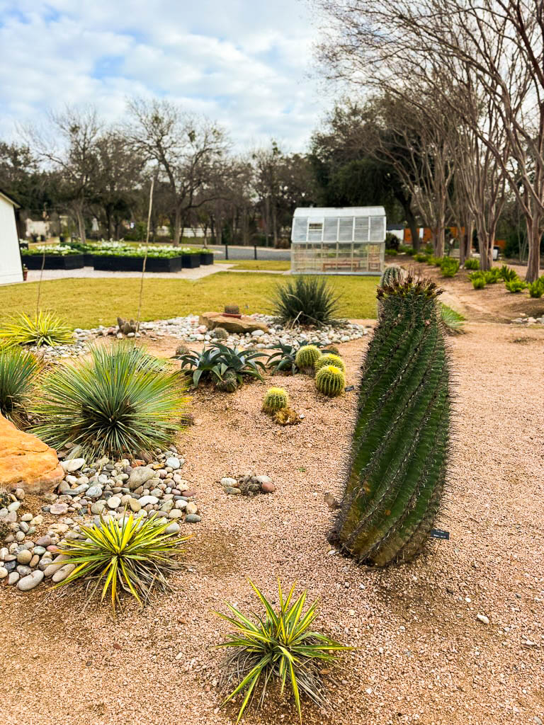 cactus garden