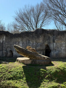 Cameron Park Zoo - African Safari