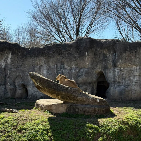 Cameron Park Zoo - African Safari