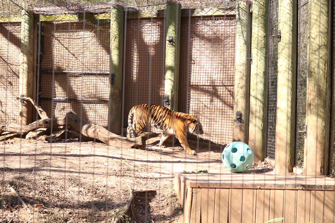 Cameron Park Zoo - Asian Forest